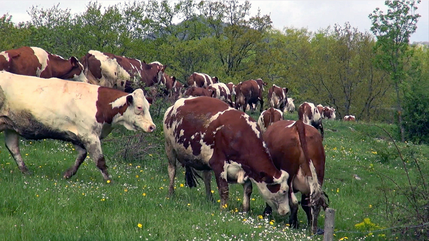 LES VACHES QUITTENT LA BERGERIE